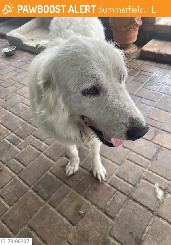 Found/Stray Male Dog last seen SE hwy 42 & SE 27ave, Summerfield, FL 34491