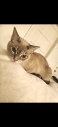 Reunited Female Cat last seen Merlin ct, Worcester, MA 01602