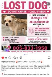 Lost Female Dog last seen Seaward, Ventura, CA 93001