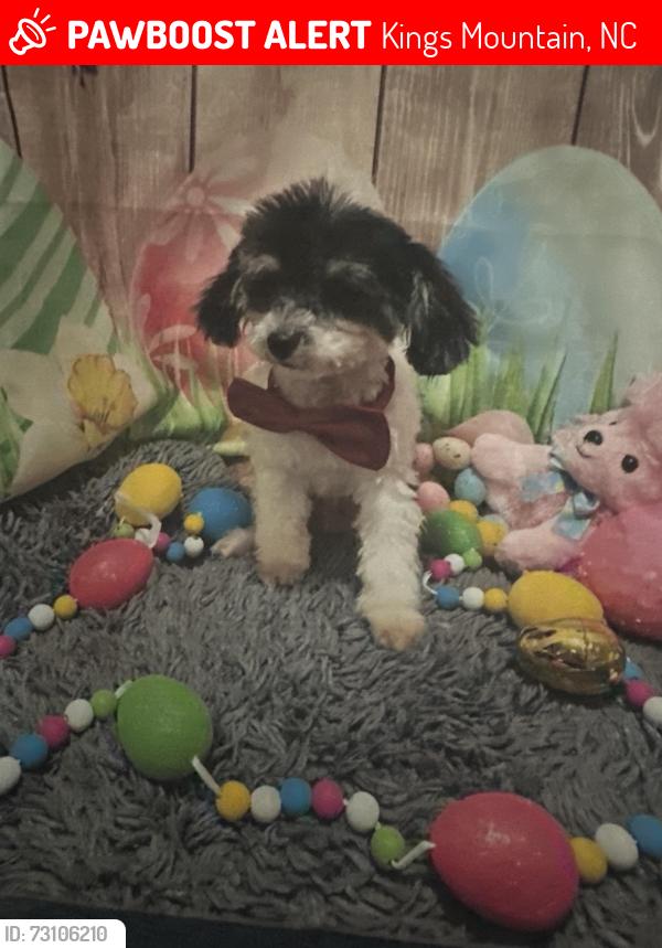 Lost Male Dog last seen Rolling Brook and Oak Grove, Kings Mountain, NC 28086