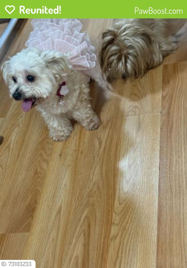 Reunited Female Dog last seen Orange Ave. , Irvington, NJ 07111