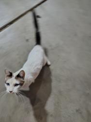 Found/Stray Female Cat last seen Near N 1700 W, West Point, Clearfield, UT 84015