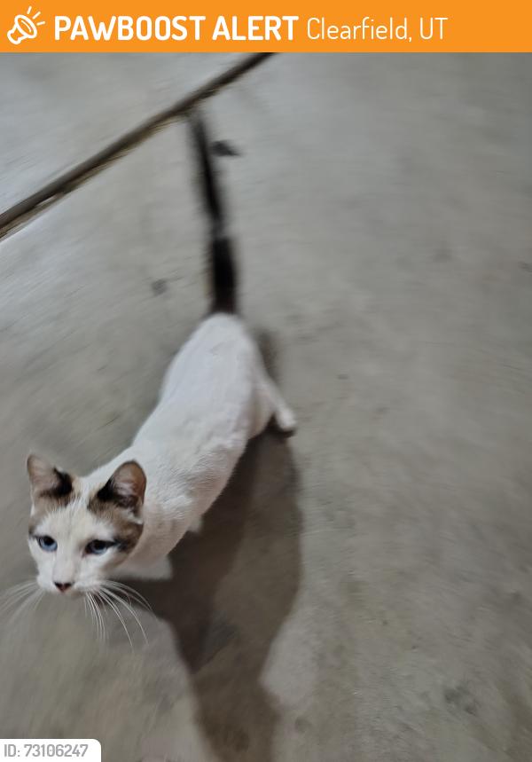 Found/Stray Female Cat last seen Near N 1700 W, West Point, Clearfield, UT 84015