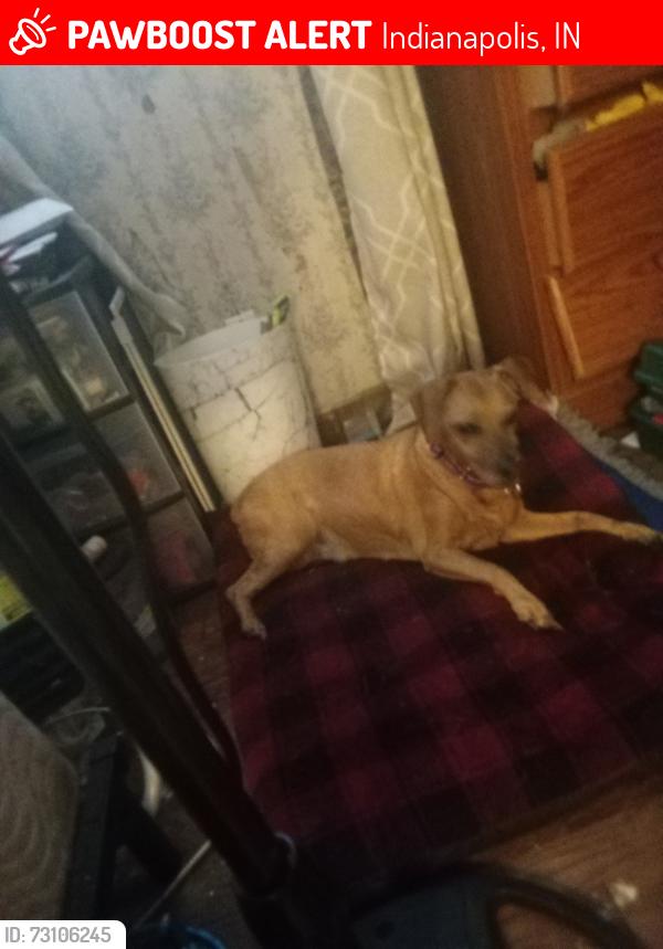 Lost Female Dog last seen Reisner St, Indianapolis, IN 46221