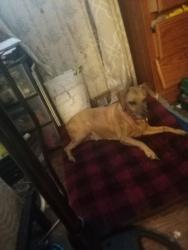 Lost Female Dog last seen Reisner St, Indianapolis, IN 46221