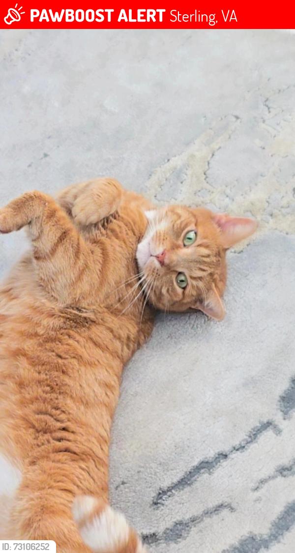 Lost Male Cat last seen 1302N, Amelia St sterling , Sterling, VA 20164