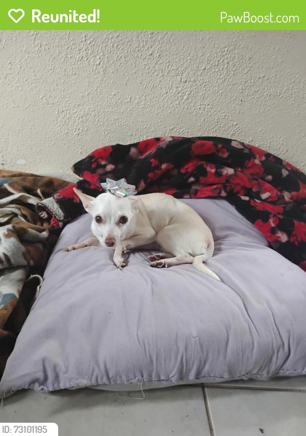 Reunited Female Dog last seen 165th St, Hammond, IN 46324