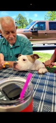 Lost Female Dog last seen Near royAlton rd sw, Amanda, OH 43102