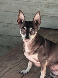 Lost Female Dog last seen N Substation Rd and Waterwheel Rd, Emmett, ID 83617
