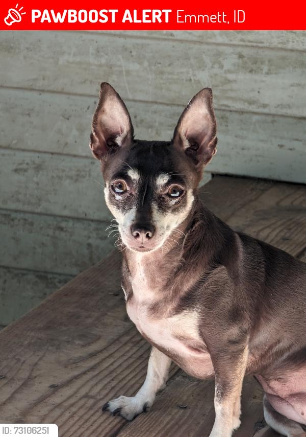 Lost Female Dog last seen N Substation Rd and Waterwheel Rd, Emmett, ID 83617