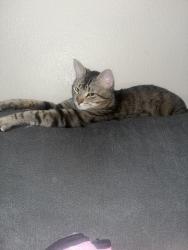 Lost Male Cat last seen Collage horizon, Henderson, NV 89002