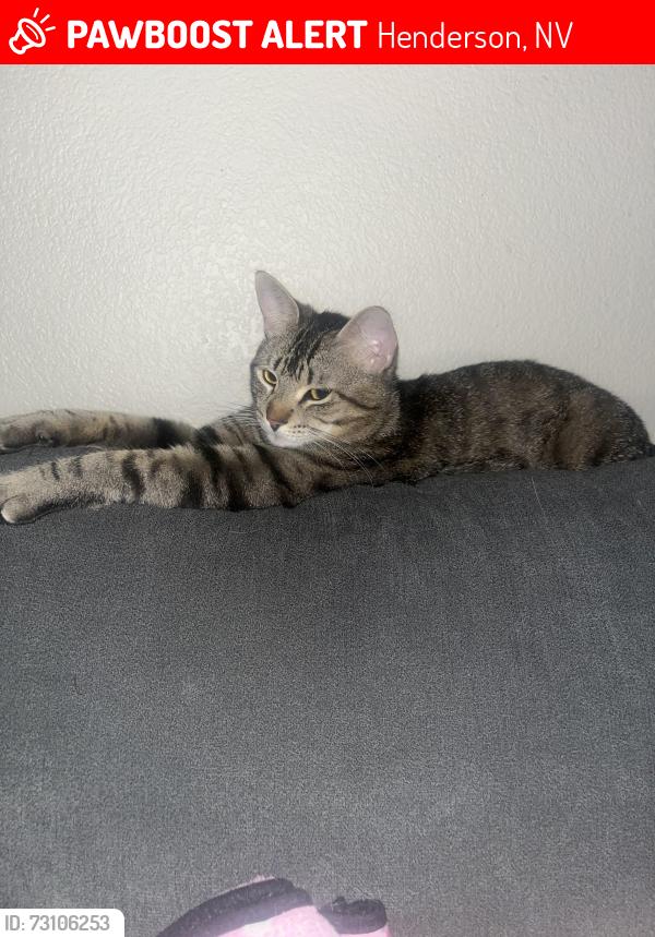 Lost Male Cat last seen Collage horizon, Henderson, NV 89002