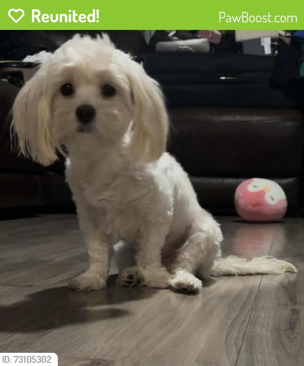 Reunited Female Dog last seen Last seen at my hse 6040 Illinois Ave New Port Richey, FL  34653 United States, New Port Richey, FL 34653