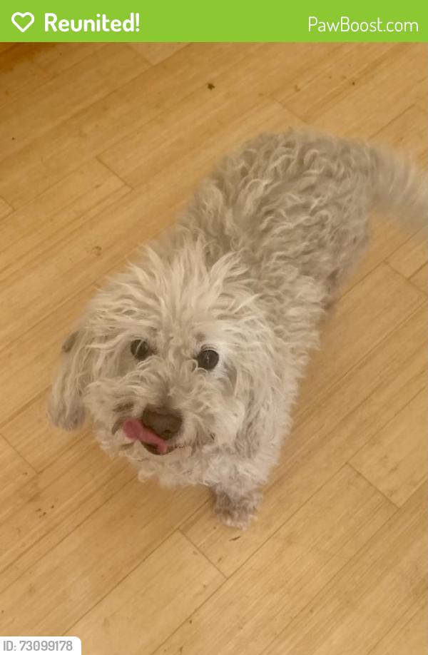 Reunited Male Dog last seen W Main st & A st, Tustin, CA 92780