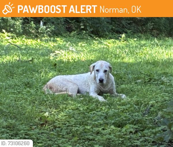 Found/Stray Male Dog last seen Flora Dr and Cedar Lane, Norman, OK 73026