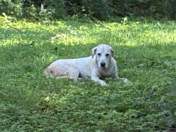 Found/Stray Male Dog last seen Flora Dr and Cedar Lane, Norman, OK 73026