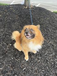 Found/Stray Male Dog last seen Wyoming and Castor ave, Philadelphia, PA 19124