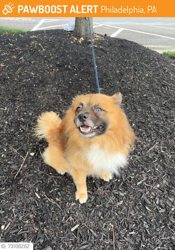 Found/Stray Male Dog last seen Wyoming and Castor ave, Philadelphia, PA 19124