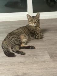 Reunited Male Cat last seen Caminito Eastbluff complex (near u 122, San Diego, CA 92037
