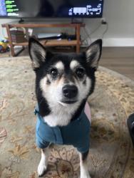 Lost Female Dog last seen Harris teeter on prosperity church rd, Charlotte, NC 28269