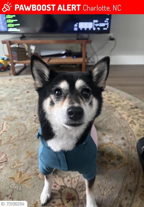 Lost Female Dog last seen Harris teeter on prosperity church rd, Charlotte, NC 28269