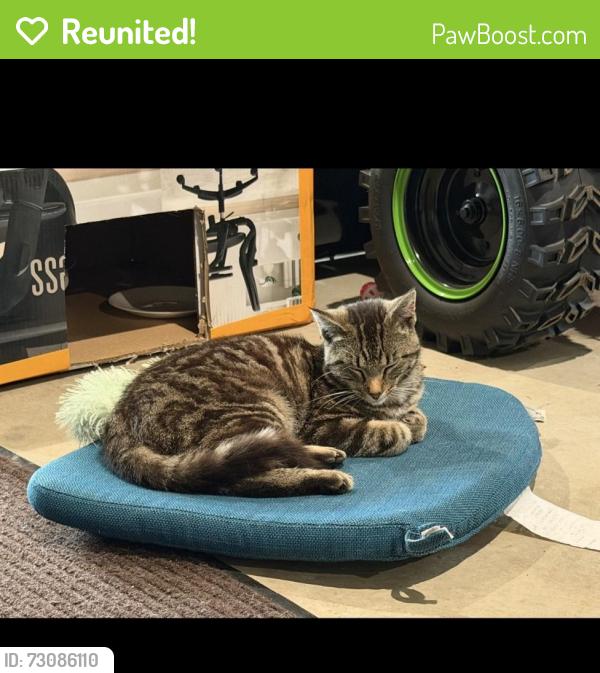 Reunited Male Cat last seen 146th and 34th, Zeeland, MI 49464