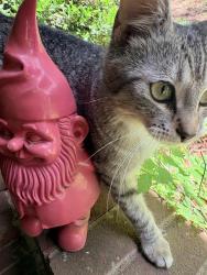 Shelter Stray Female Cat last seen ALAMANCE COUNTY, 221 Stone Quarry Rd, Burlington, NC 27217, USA