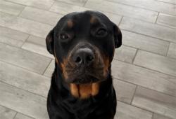 Shelter Stray Unknown Dog last seen HWY 441/REGISTER RD FRUITLAND PARK 34731, 12280 County Rd 448, Tavares, FL 32778, USA