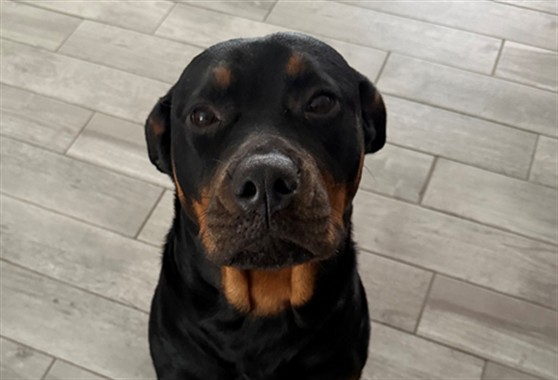 Shelter Stray Unknown Dog last seen HWY 441/REGISTER RD FRUITLAND PARK 34731, 12280 County Rd 448, Tavares, FL 32778, USA