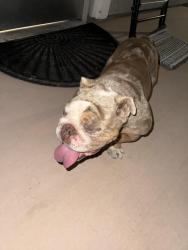 Lost Female Dog last seen Berkley/ Colorado, Turlock, CA 95381