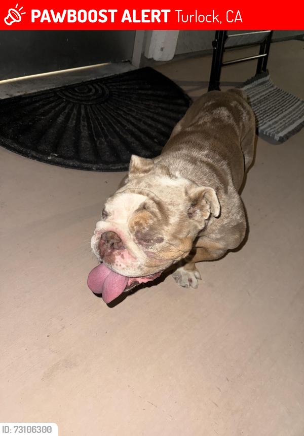 Lost Female Dog last seen Berkley/ Colorado, Turlock, CA 95381
