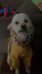 Reunited Male Dog last seen Valley, Las Cruces, NM 88007