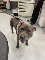 Reunited Male Dog last seen Clemmonsville Rd, Winston-Salem, NC, USA, Winston-Salem, NC 27107