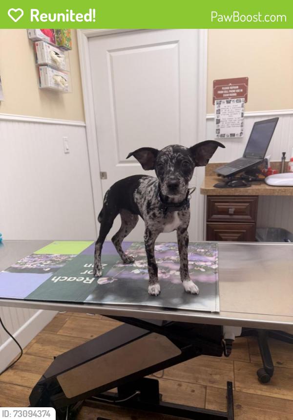 Reunited Male Dog last seen Armenia road , makena dr , North Port, FL 34286