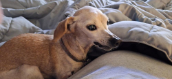 Lost Female Dog last seen Shaw and West, Fresno, CA 93705