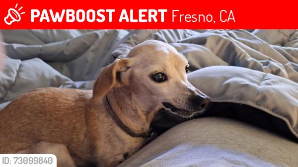 Lost Female Dog last seen Shaw and West, Fresno, CA 93705