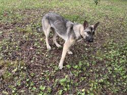 Found/Stray Unknown Dog last seen Reed rd and shadow rock, Tunnel Hill, GA 30755
