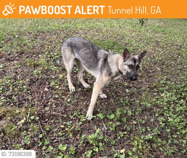 Found/Stray Unknown Dog last seen Reed rd and shadow rock, Tunnel Hill, GA 30755