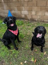 Reunited Male Dog last seen Tilton Ave, Riverview Dr, Riverside, CA 92509