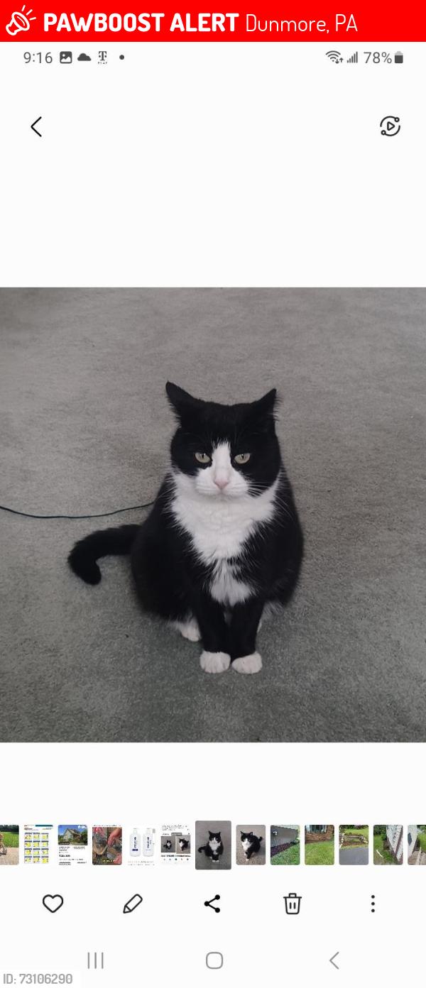 Lost Female Cat last seen Erie Street, Dunmore, PA 18510