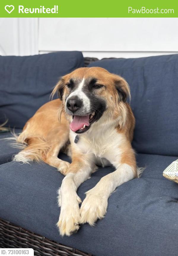 Reunited Female Dog last seen Near Redners on Nicholas St Easton PA, Easton, PA 18045