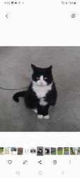 Lost Female Cat last seen Erie Street, Dunmore, PA 18510