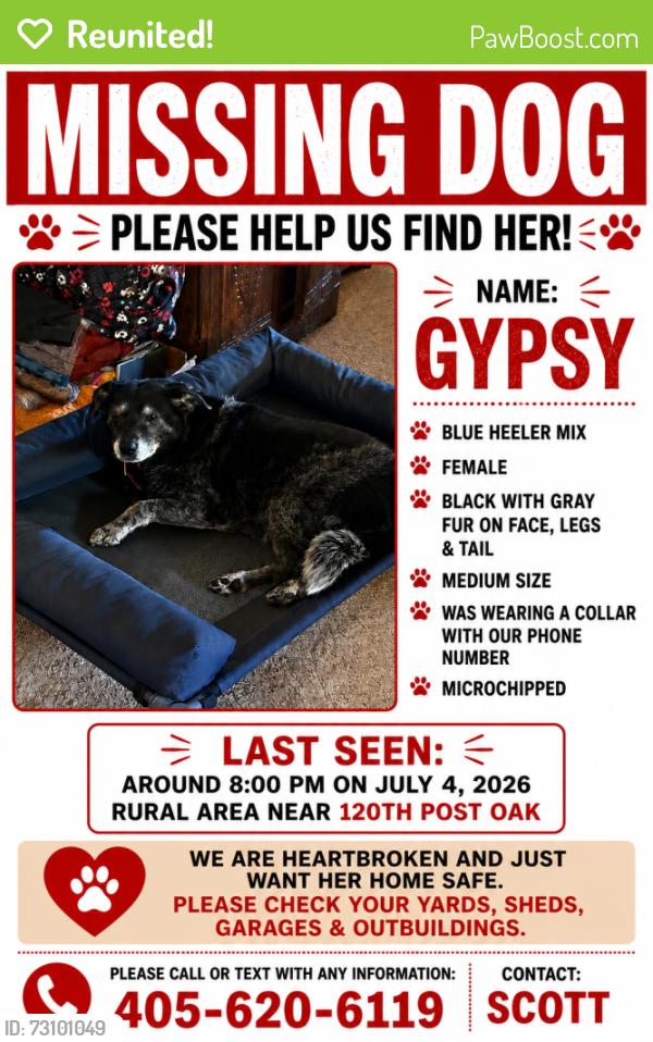 Reunited Female Dog last seen Post oak 120th, Norman, OK 73026