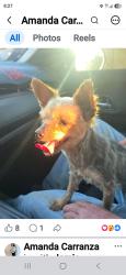 Lost Female Dog last seen Hacienda and gale, Hacienda Heights, CA 91745