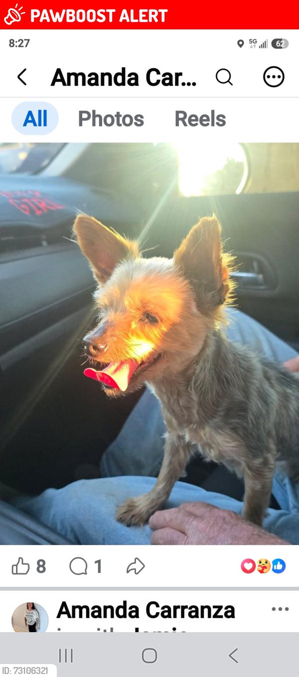 Lost Female Dog last seen Hacienda and gale, Hacienda Heights, CA 91745