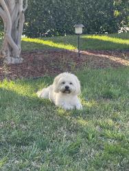 Lost Female Dog last seen Avenue c, Riverside County, CA 92570