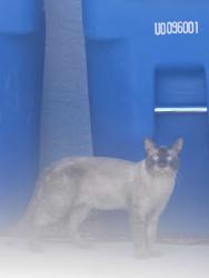 Found/Stray Unknown Cat last seen University Center, Las Vegas, NV 89169