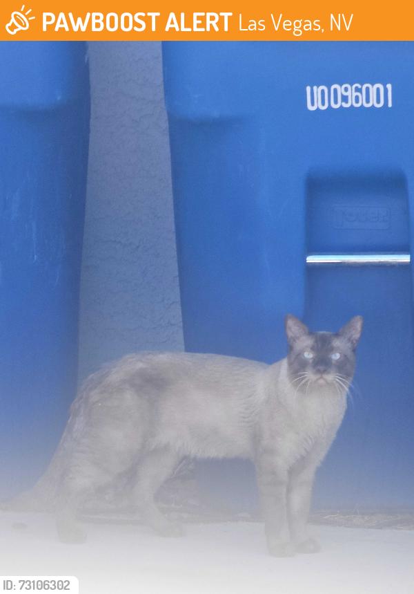 Found/Stray Unknown Cat last seen University Center, Las Vegas, NV 89169