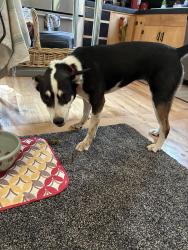 Reunited Female Dog last seen Osuna and 4th Street NW, Albuquerque, NM 87109
