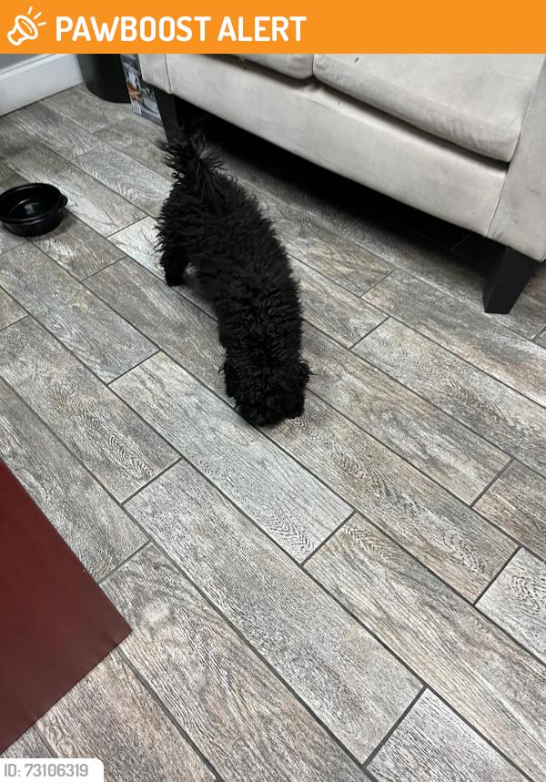 Found/Stray Unknown Dog last seen Oakland and state road 7, Lauderdale Lakes, FL 33309